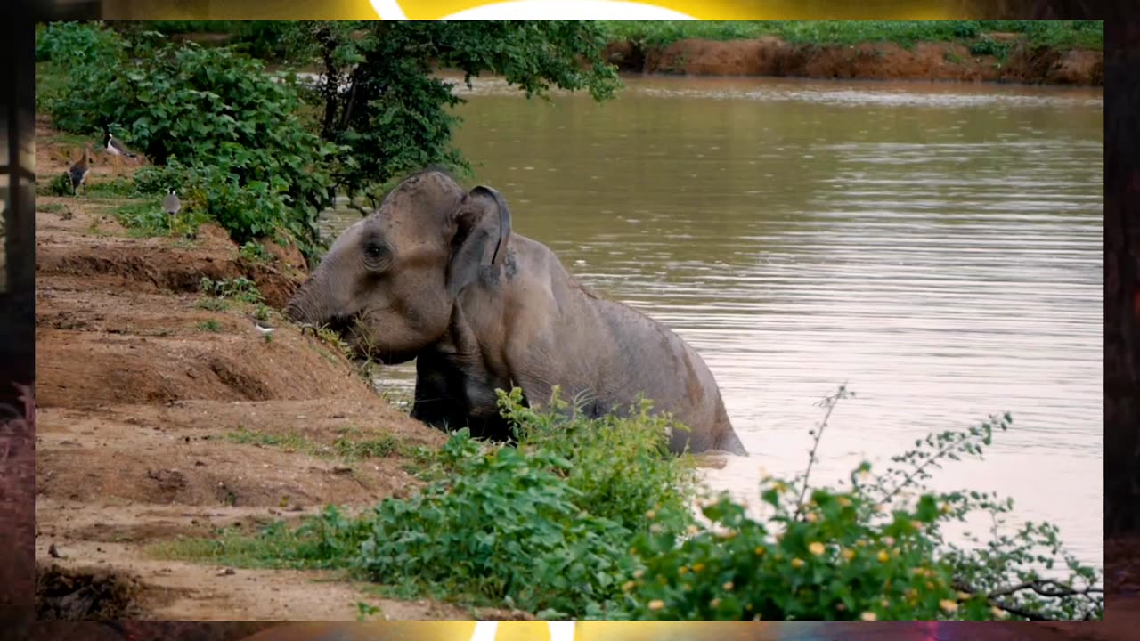 Elephant Enjoying own vibes