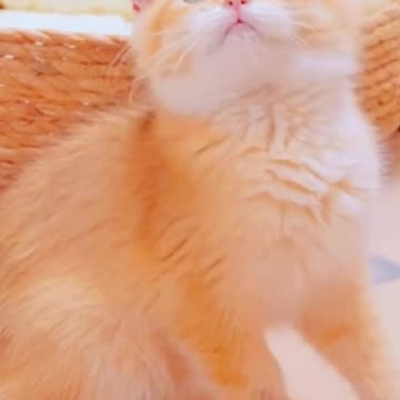 Kittycat video | Fanny cat videos | cat video |