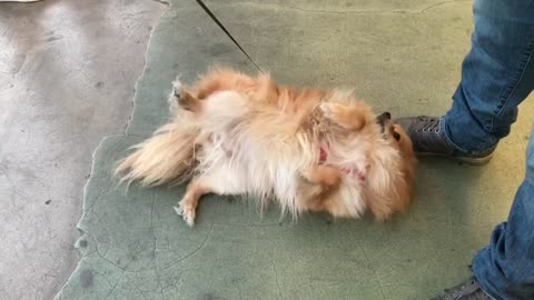 Pomeranian dog 🐕 felt the touch😄