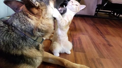 German Shepherd and Kitten=best friends