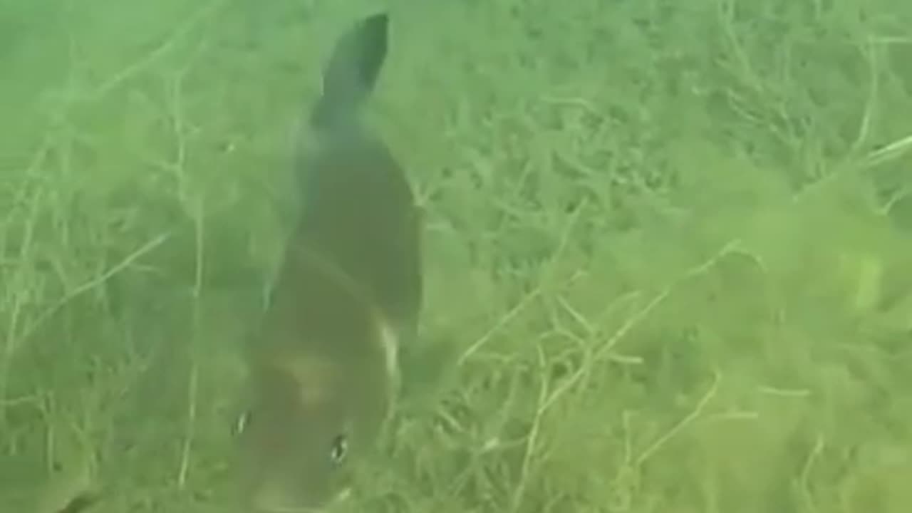 "Battle of Wits: Largemouth Bass vs. Frog #Shorts 😂🎣"