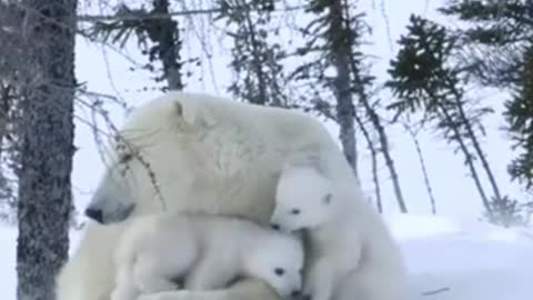 Baby Polar Bears are adorable