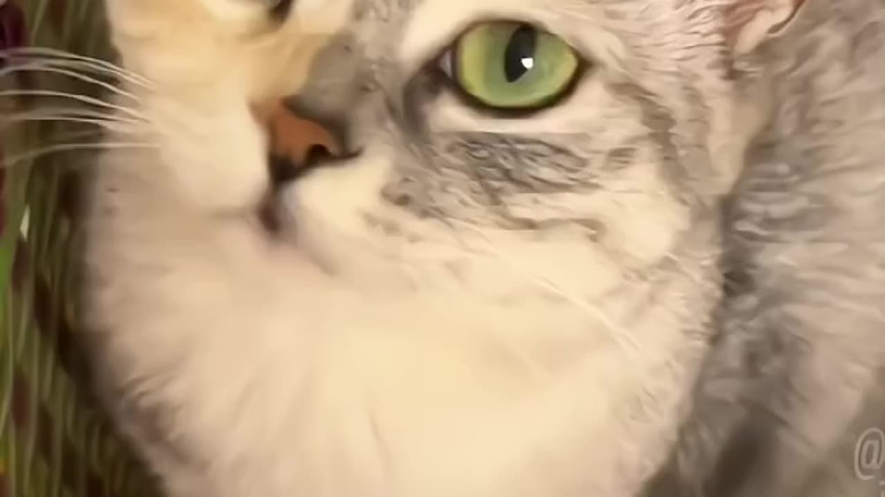 Funny Cats