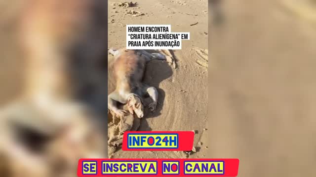 Man finds ''ALIEN CREATURE'' on beach after flooding #alien #aliens #curiosidades