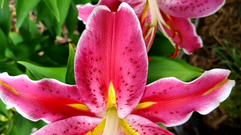 Stargazer lilies Somewhere in Virginia