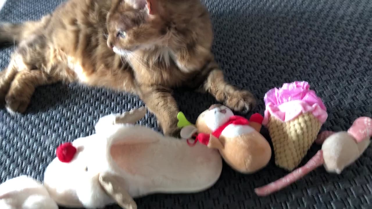 Samson Cat - We Wish You A Merry Christmas Singing Toy