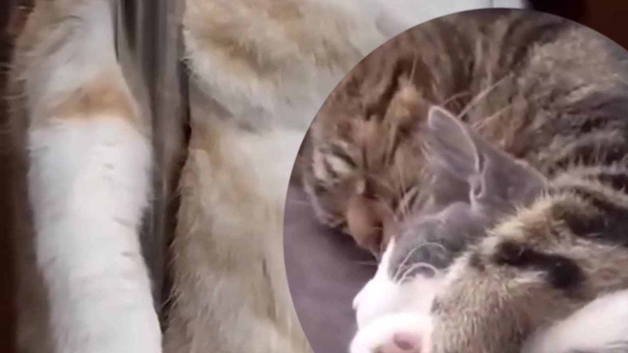 The cat is heartbroken, looking lost.