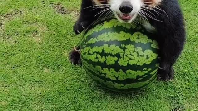 The big black bear is so cute holding the watermelon