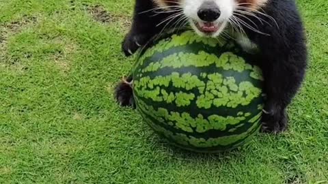 The big black bear is so cute holding the watermelon