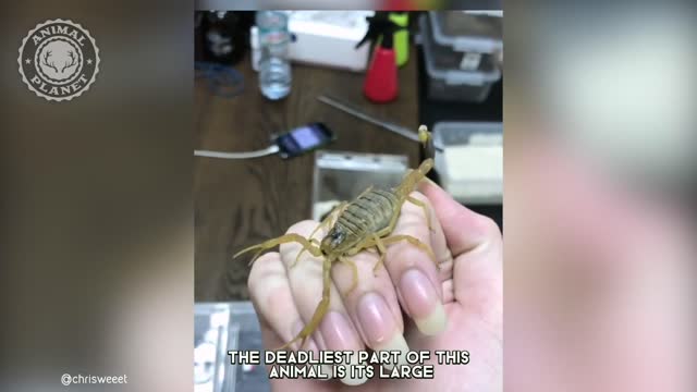 Deathstalker Scorpion - In 1 Minute! 🕷 One Of The Most Dangerous Arachnid In The World