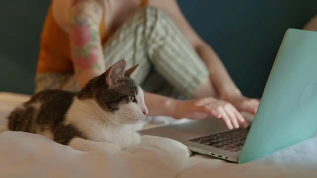 cat looking at laptop monitor and learning what his woman owner doing online