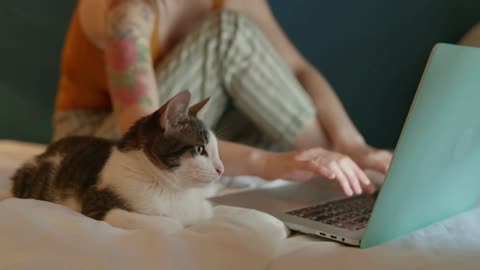 cat looking at laptop monitor and learning what his woman owner doing online
