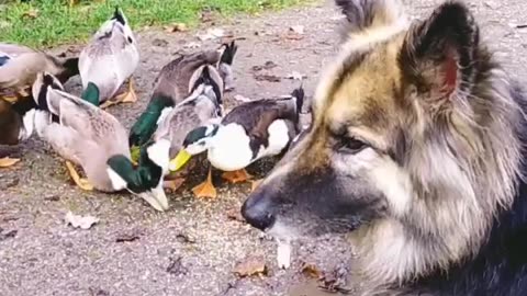 Brody is so friendly 😊🐕🦆🦆