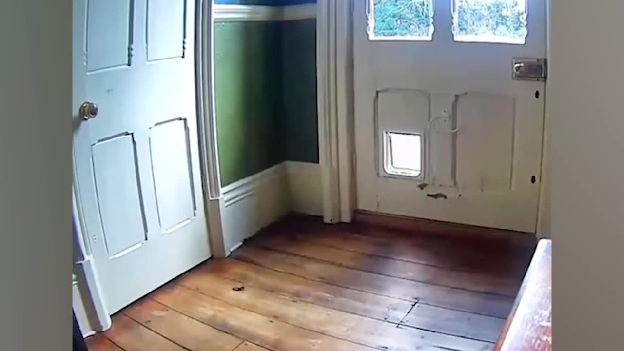 Best Funniest Animal Videos