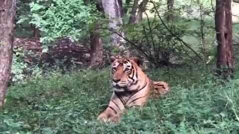 Tiger.