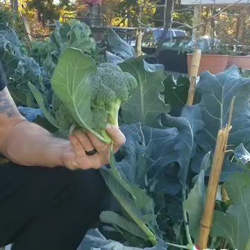 Harvest Broccoli Part 1