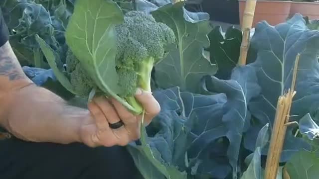 Harvest Broccoli Part 1