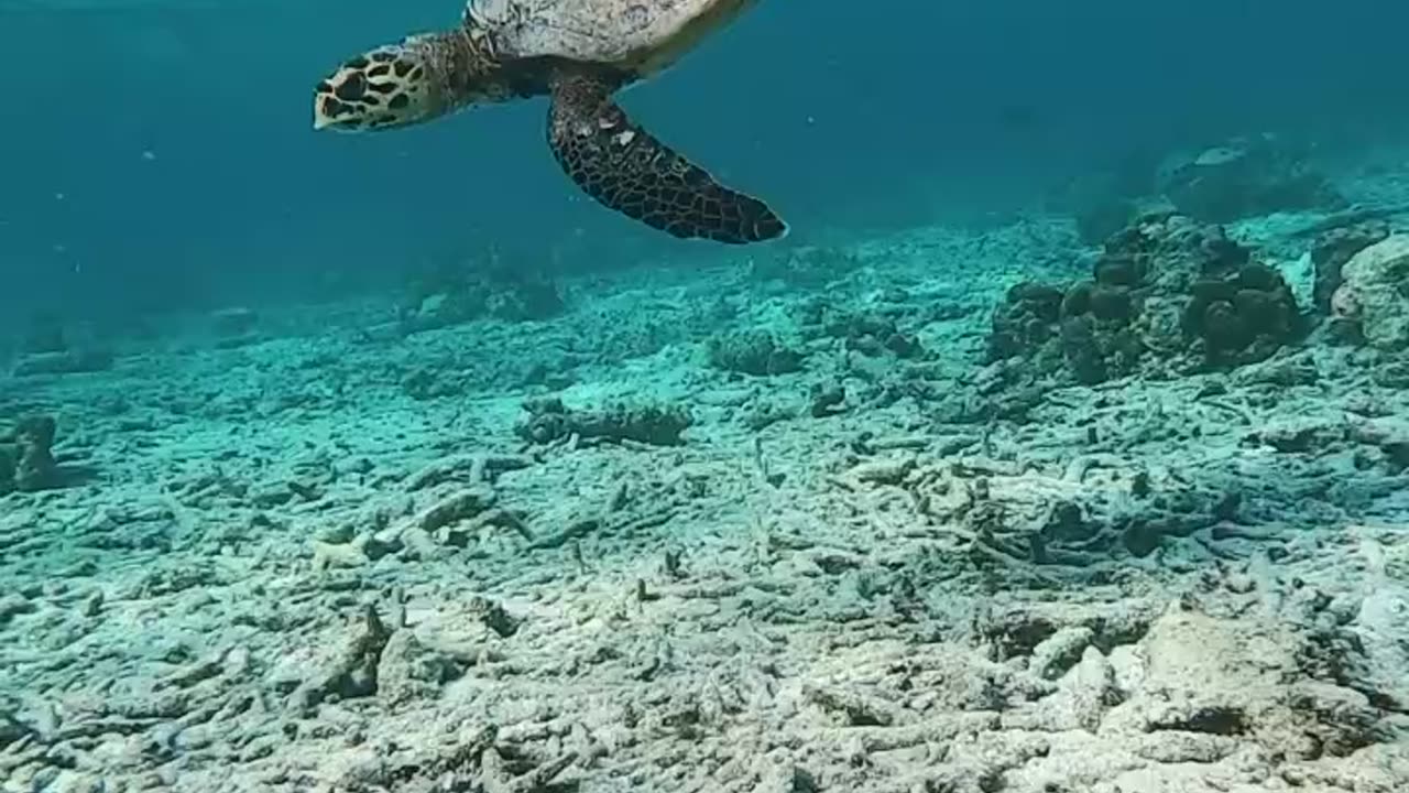 TURTLE AT SIX SENSES LAMU MALDIVES