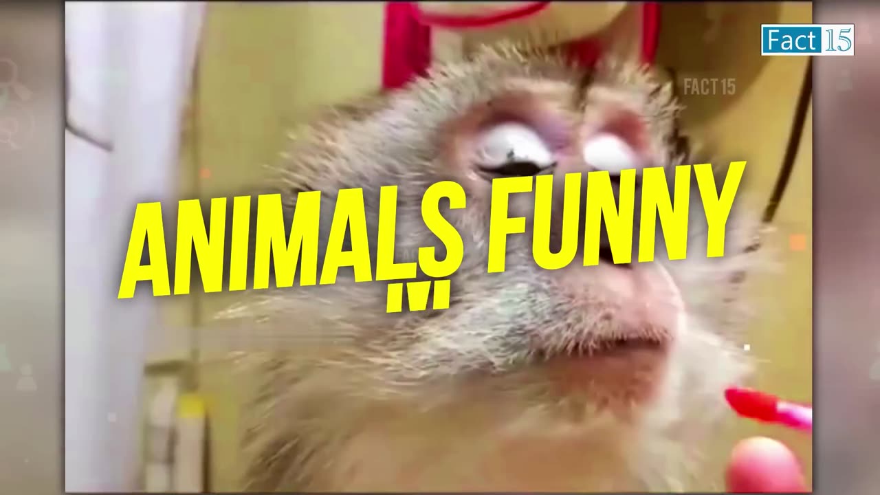 Funny animal videos newest in 2023