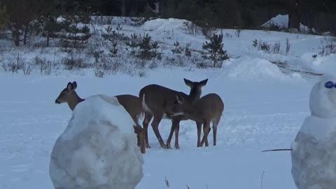 ♦ Deer Meditate