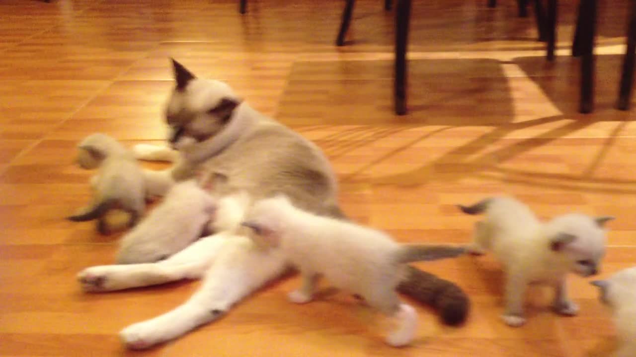 Mother of cats breastfeed their young children