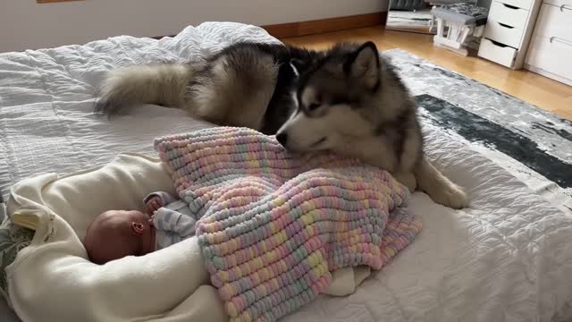 Adorable Giant Husky Protects Newborn Baby! Love At First Sight! (Cutest Ever!!)