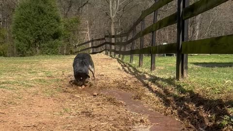 Water Loving Dog Digs Trenches on Farm