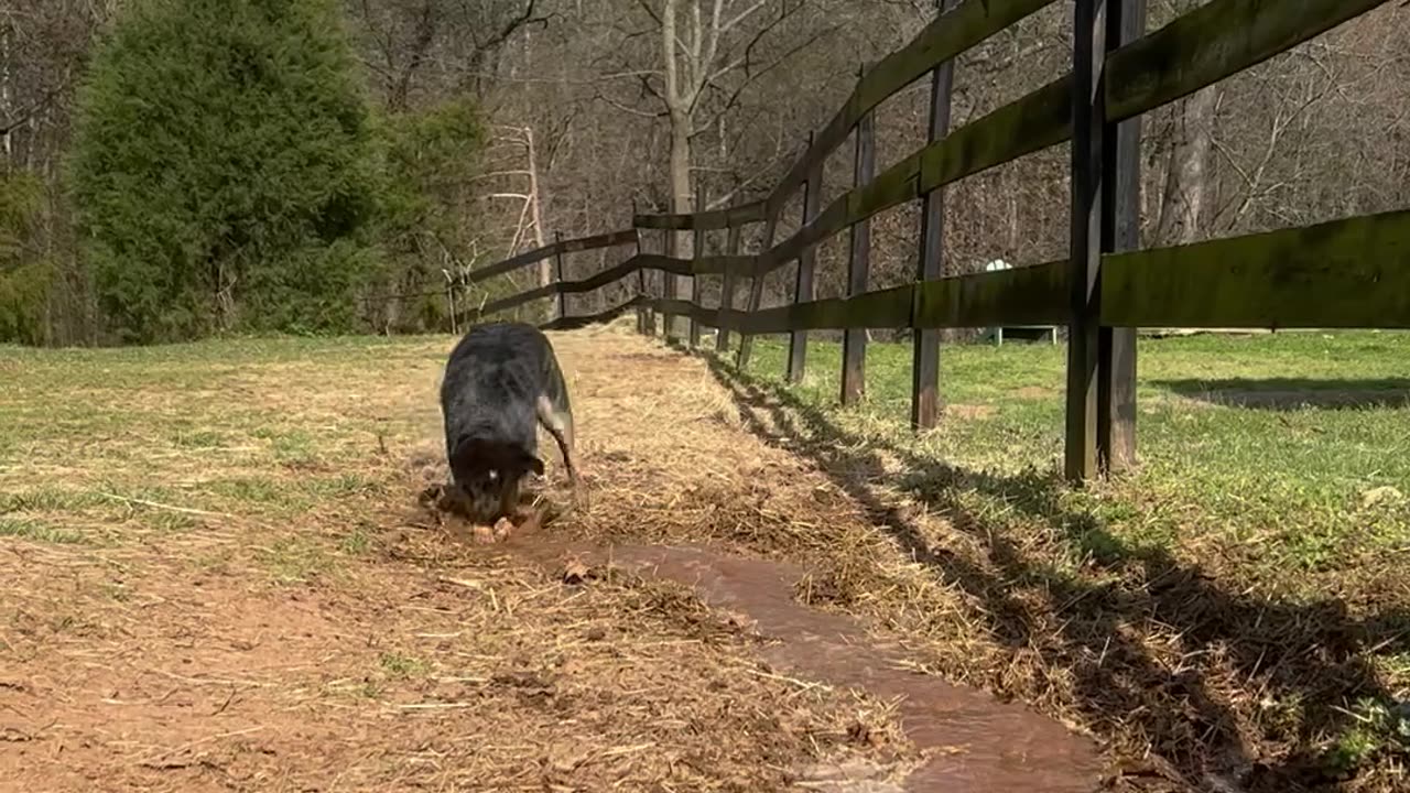 Water Loving Dog Digs Trenches on Farm