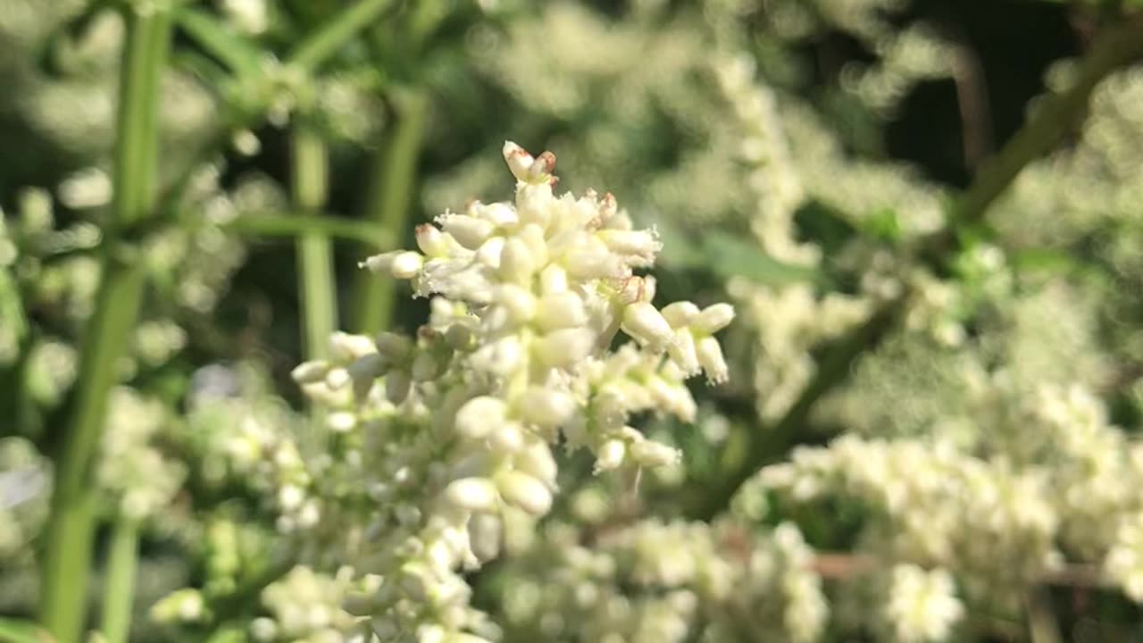 White Mugwort (Artemisia lactiflora)