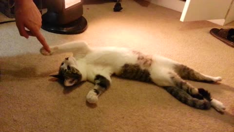 Cat lays back and comfortably enjoys the heater