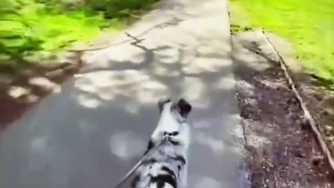 Funny Viral Video of Cats and Dogs