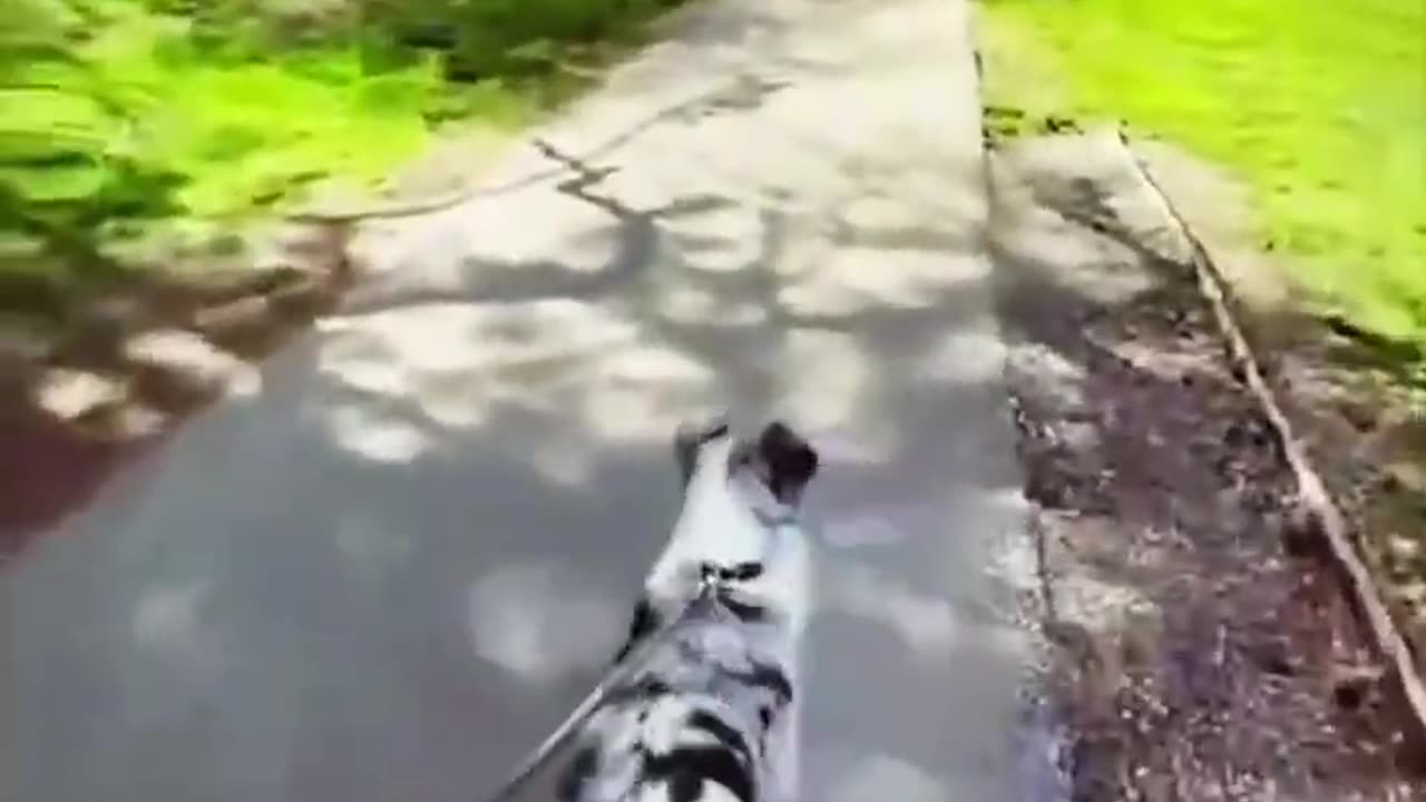 Funny Viral Video of Cats and Dogs