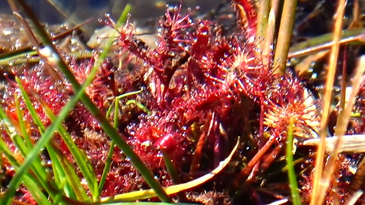 Round-leaved sundew