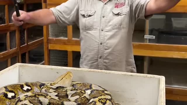 A big mom snake do not leave her eggs