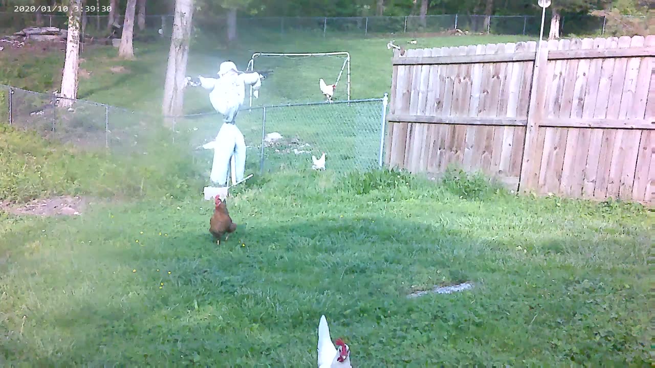 backyard chickens