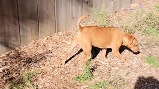 Bear Protects Cubs at Fence