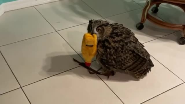 Bagoly the Owl on the Hunt!