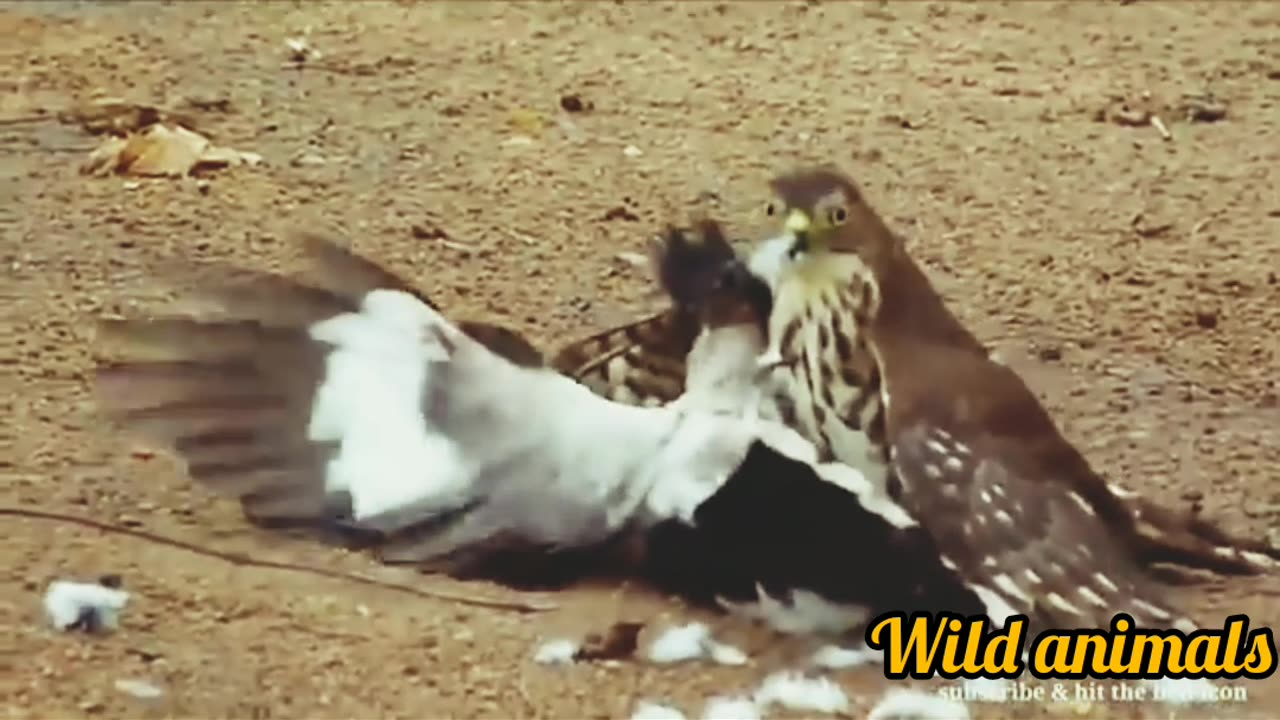 Wild animals