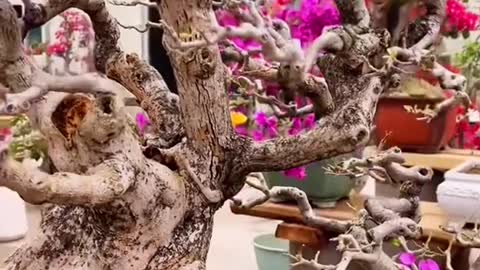 Cây hoa giấy bonsai dáng mẫu t..ử Bạc phong trong truyền thuyết