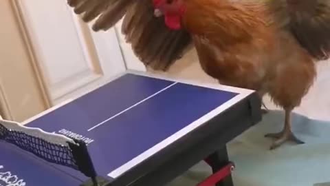 Cat 🐈 and Hen playing table tennis 🎾 with each other