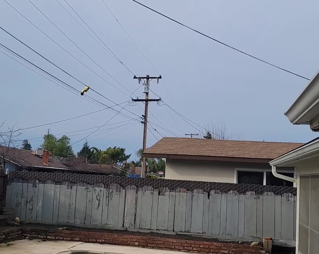 Mylar Balloon Luckily Slips Through Powerlines