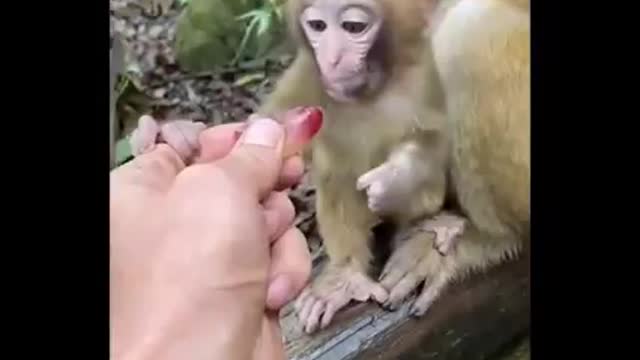 Cute baby animals Videos Compilation Cutest moment of the animals