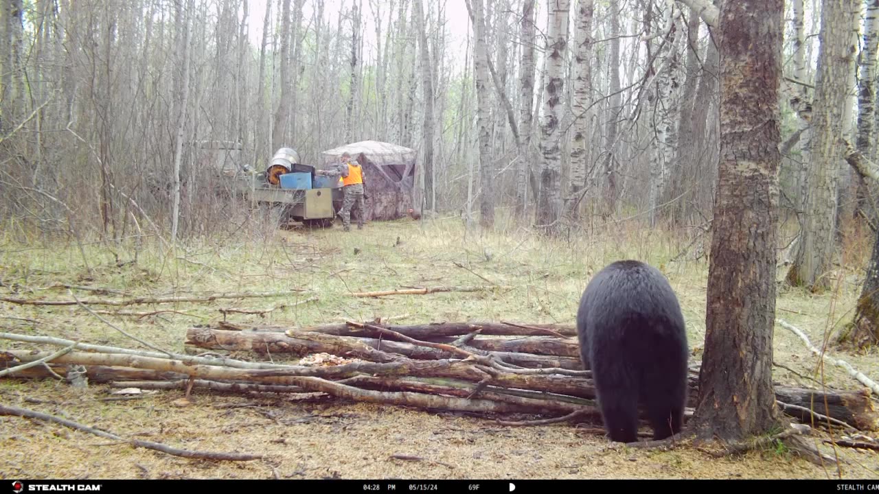 Always watch your back in the Bear Woods!