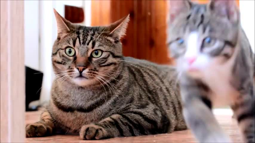 Awesome Cats - Bobo & Nikita