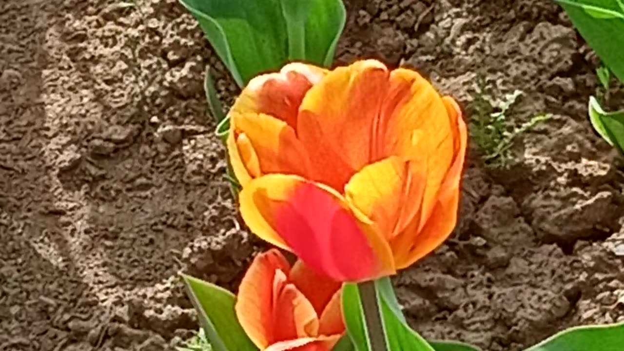 Tulip Garden visit in Kashmir