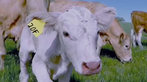 Mother cow and newborn calf