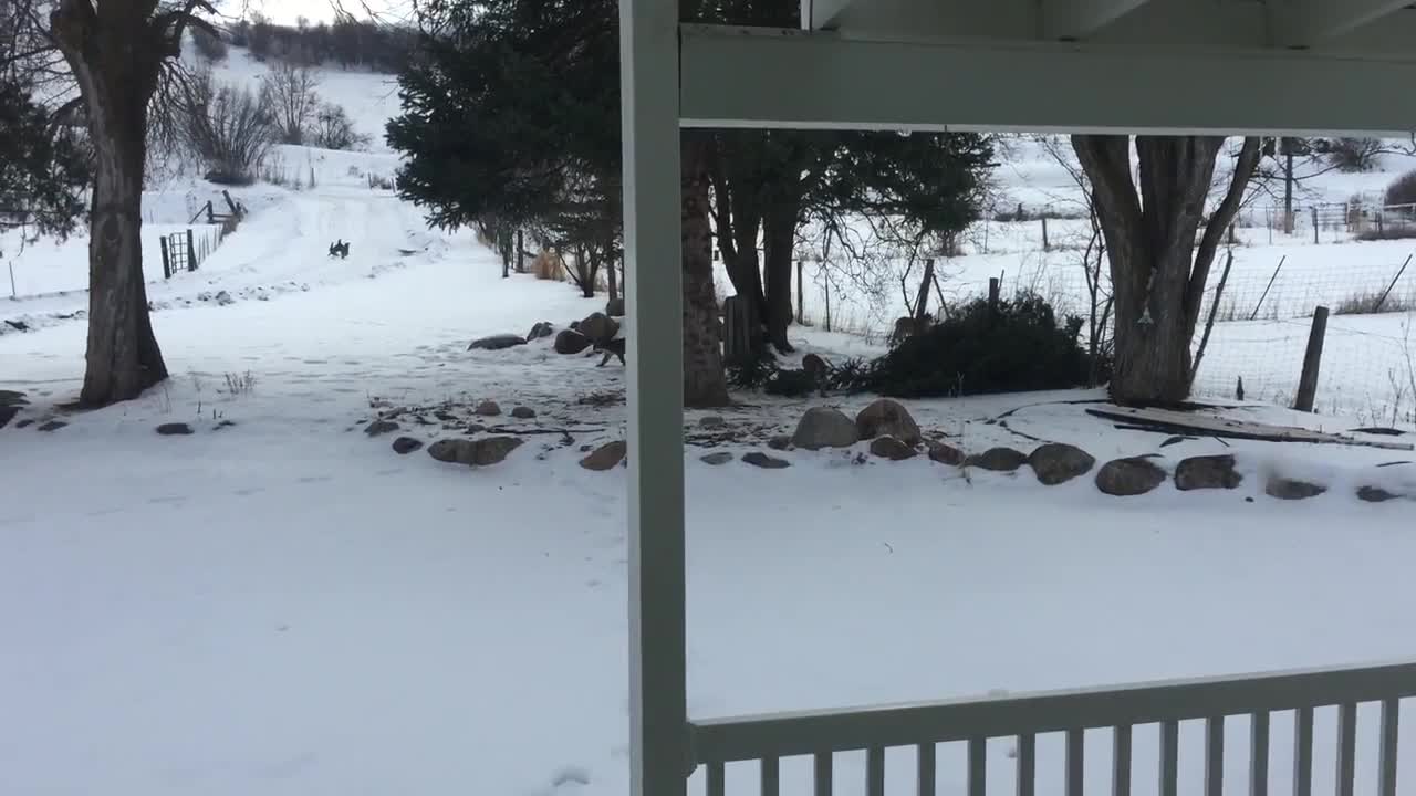 Three Mountain Lions Walk Up To Our Front Door