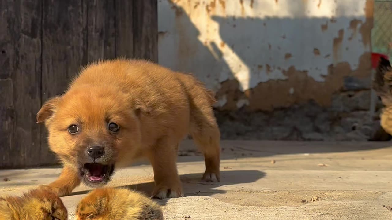 cute baby dog 🐕 playing with 🐣 cute baby animals 🤗 #shortvideo #cuteanimals #animation #cuteclips