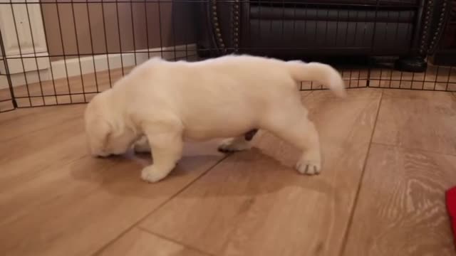 Month Old Labrador Puppies