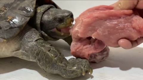 Turtle eating meat